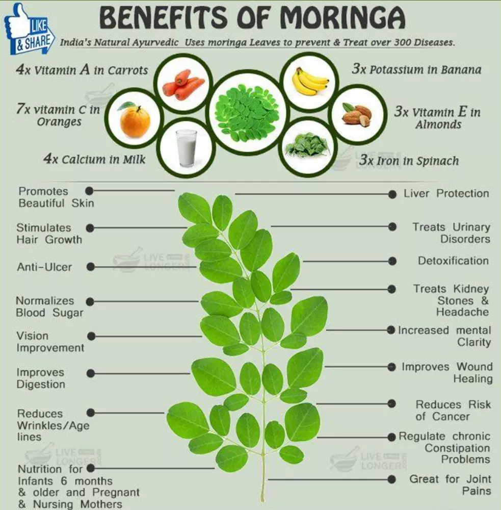 Herbal One - Pure Moringa Oleifera Capsules for Wellness (100 Capsules)
