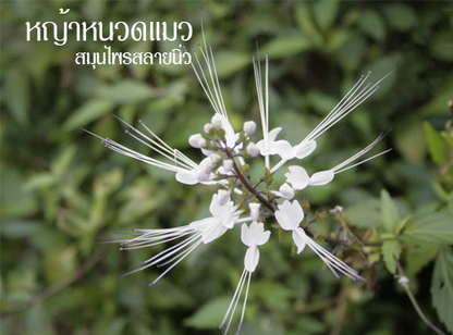 Herbal One Cat's Whisker Capsules - 100 Natural Kidney Support Supplement