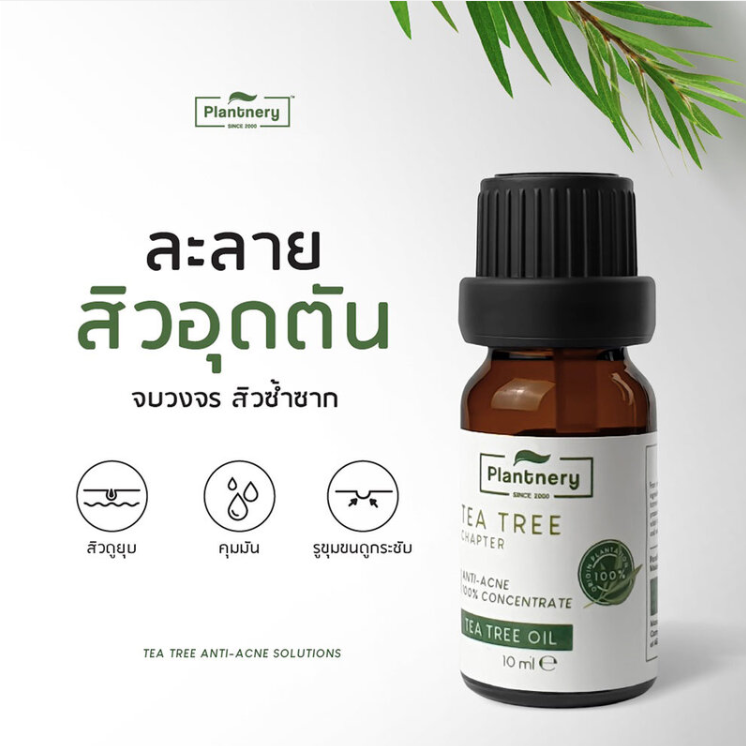 Plantnery Tea Tree Oil Concentrate 10ml - Pure & Revitalizing