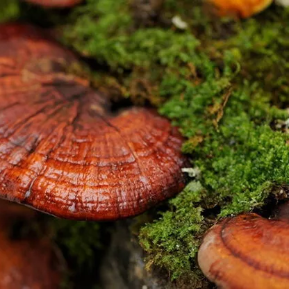 Duangporn Ling Zhi Mushroom - Boosts Immunity & Nourishes Organs - 100 Capsules