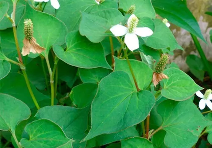 Herbal One - Houttuynia Cordata & Betel Leaf Extract for Lymphatic Support (100 Capsules)